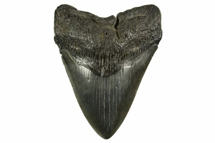 Fossil Megalodon Tooth - South Carolina #331523